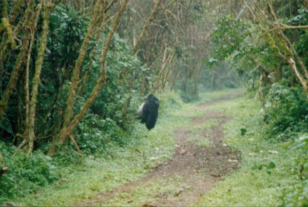 Gorilla Trekking Went Viral on Reddit: Here Are the Top Posts