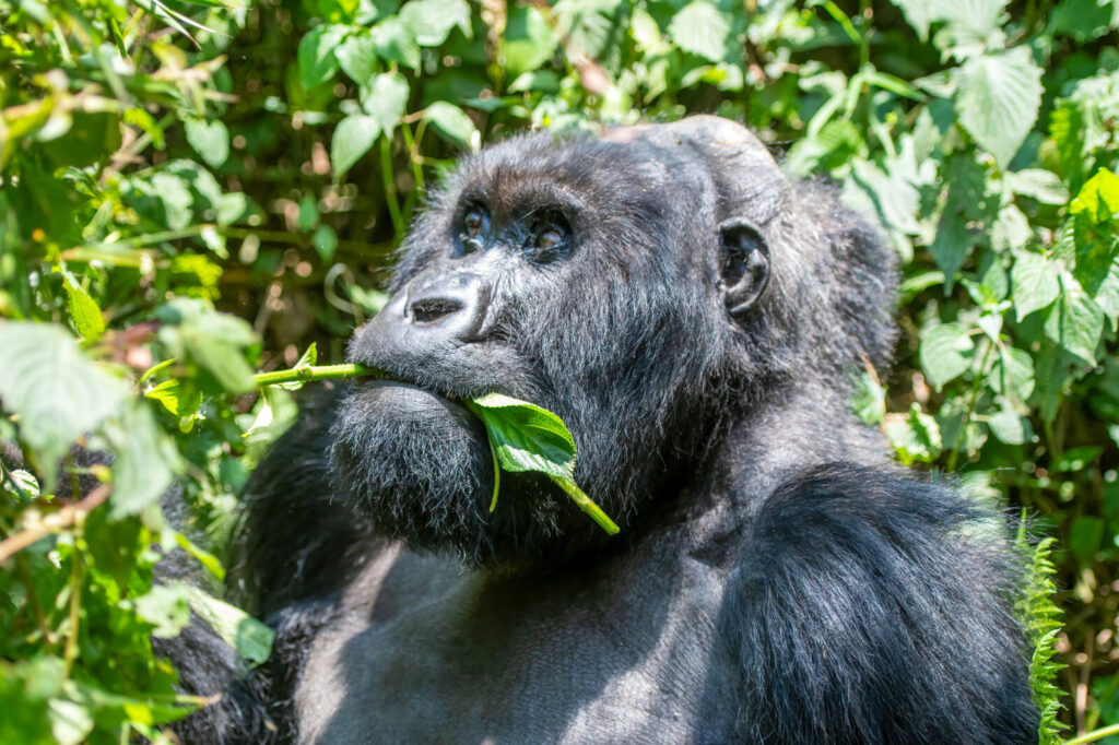 Uganda s Gorilla Permit Revenue Broke Records in 2025: Where It Goes