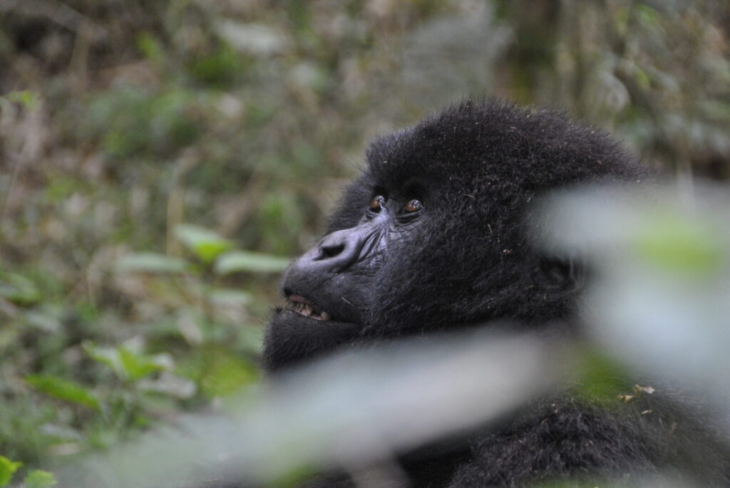 Gorilla Trekking Uganda October 2027: Low Season Deal With Savings