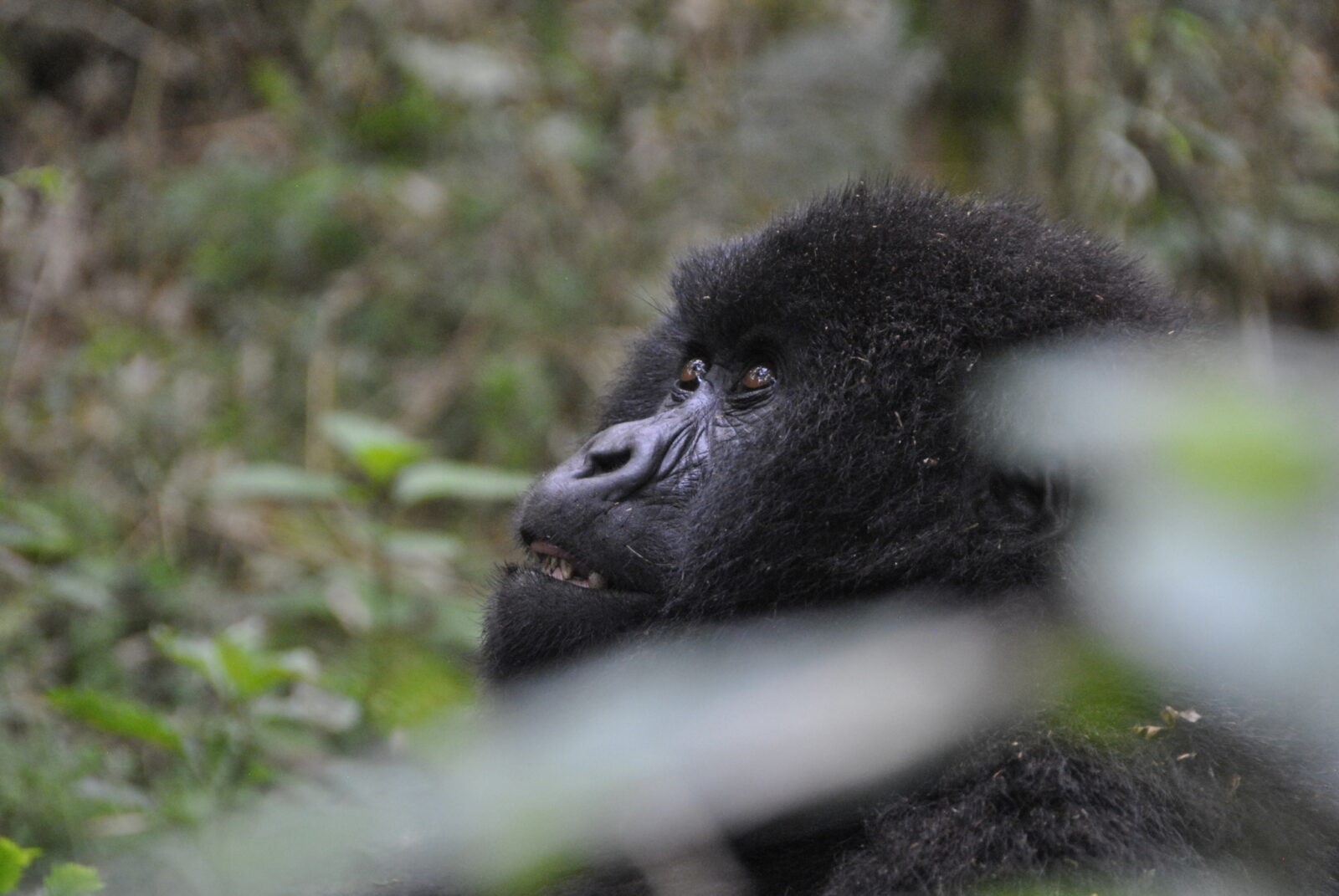 Gorilla Trekking Uganda October 2027: Low Season Deal With Savings