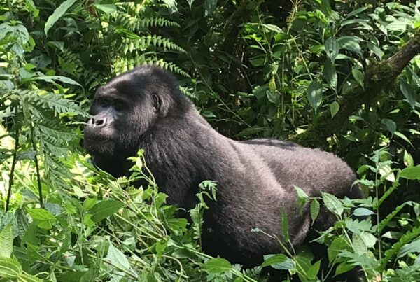How to Book Your Uganda Gorilla Permit in Under 10 Minutes Today