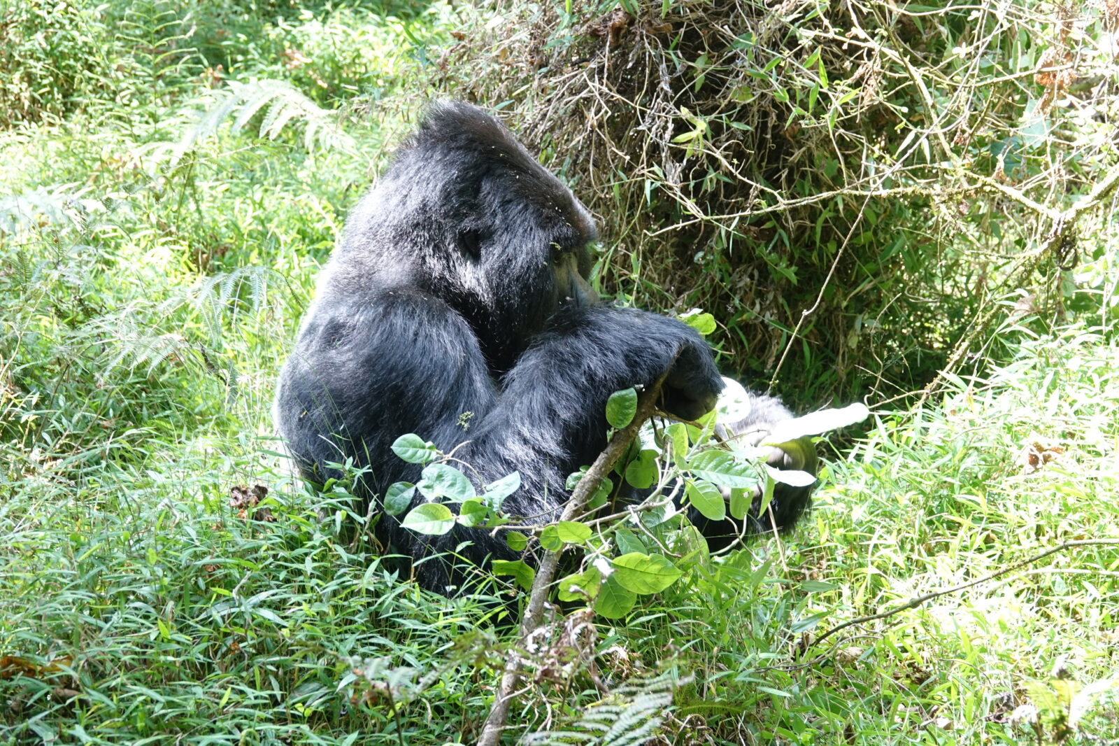 Gorilla Trekking Uganda Add-On Golden Monkey: Mgahinga Combo Priced
