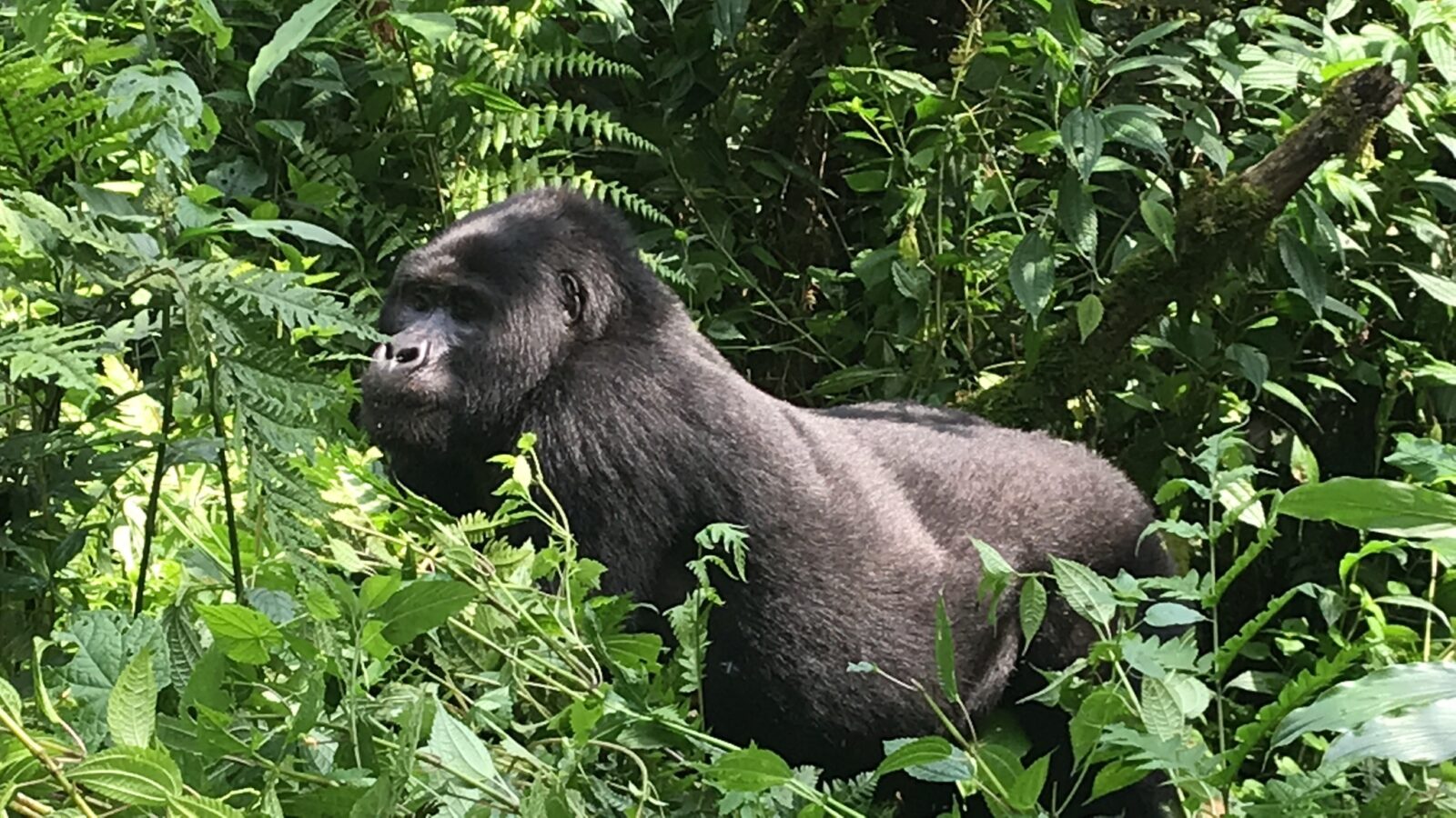 How to Book Your Uganda Gorilla Permit in Under 10 Minutes Today