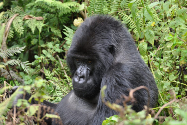The Only Checklist You Need Before Booking Gorilla Trekking in Uganda