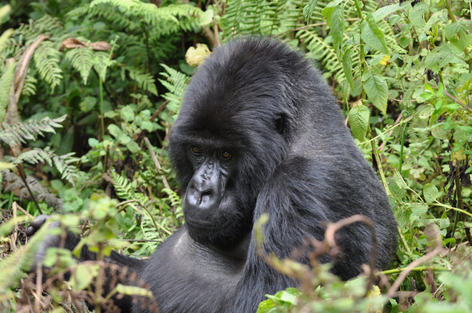 The Only Checklist You Need Before Booking Gorilla Trekking in Uganda