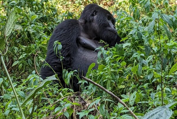 Ready to Book Gorilla Trekking? Here Is Exactly What to Do Next