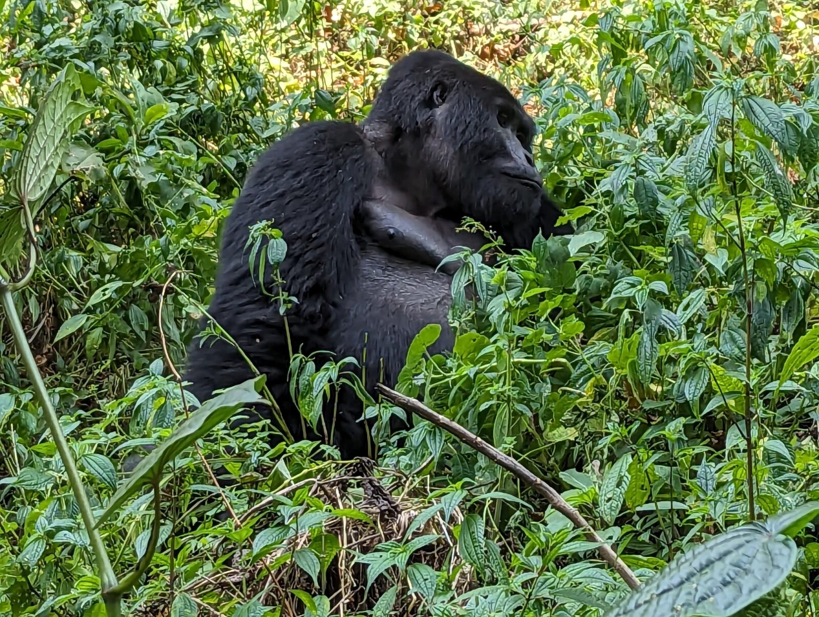 Ready to Book Gorilla Trekking? Here Is Exactly What to Do Next