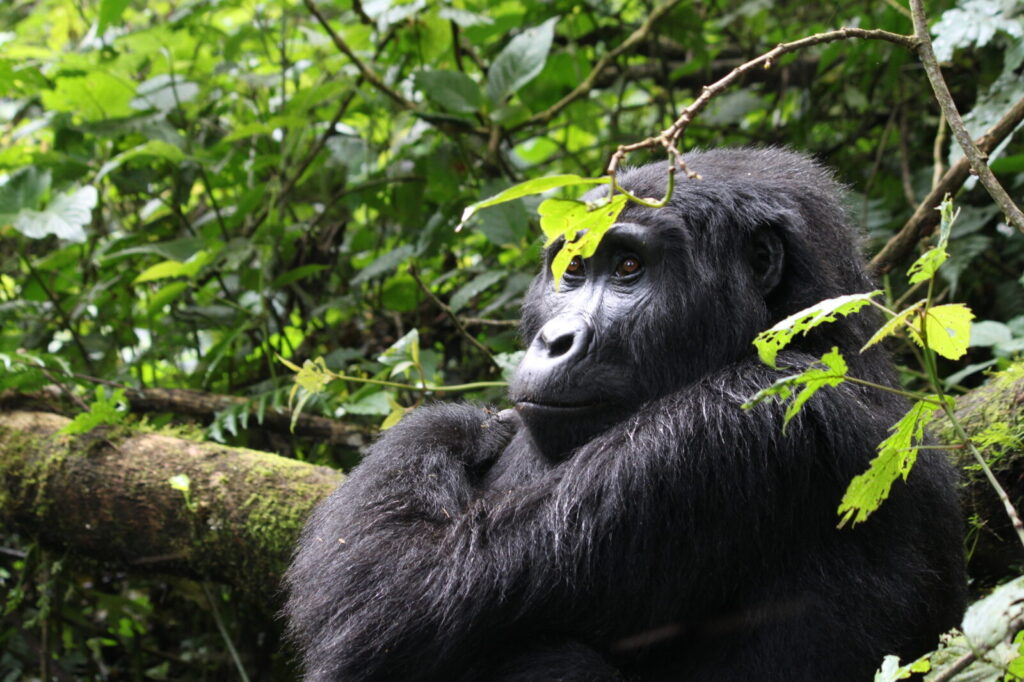 What 30 Years of Mountain Gorilla Conservation Looked Like on the Ground