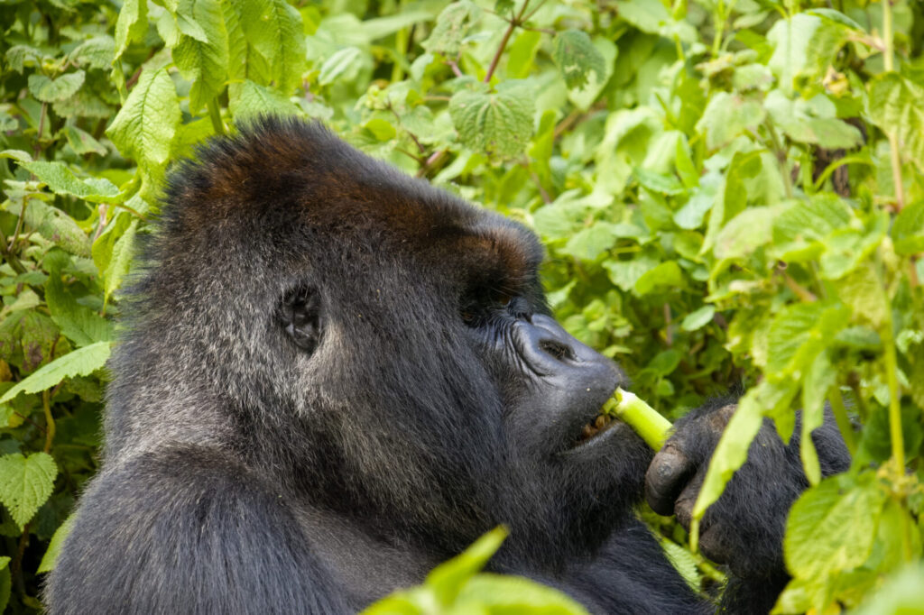 Gorilla Trekking Uganda Group Booking: 10 Percent Off for 6 or More