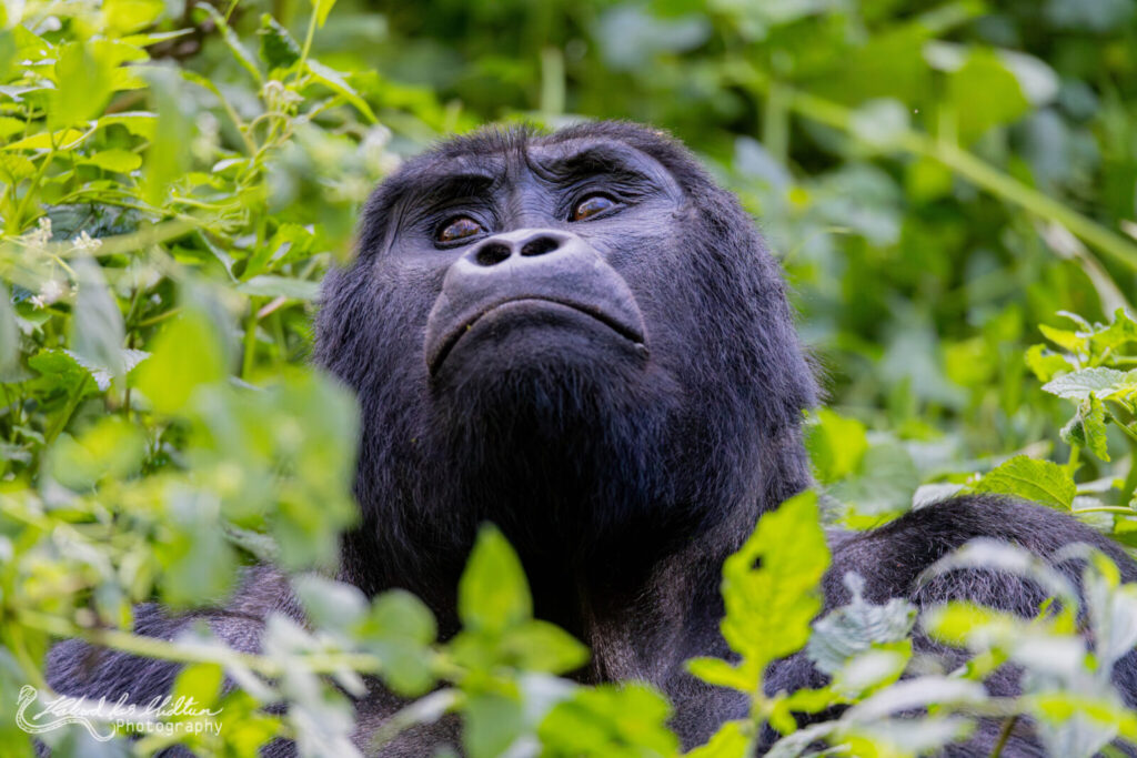 Gorilla Trekking Uganda: Flexible Dates Policy and Free Date Changes