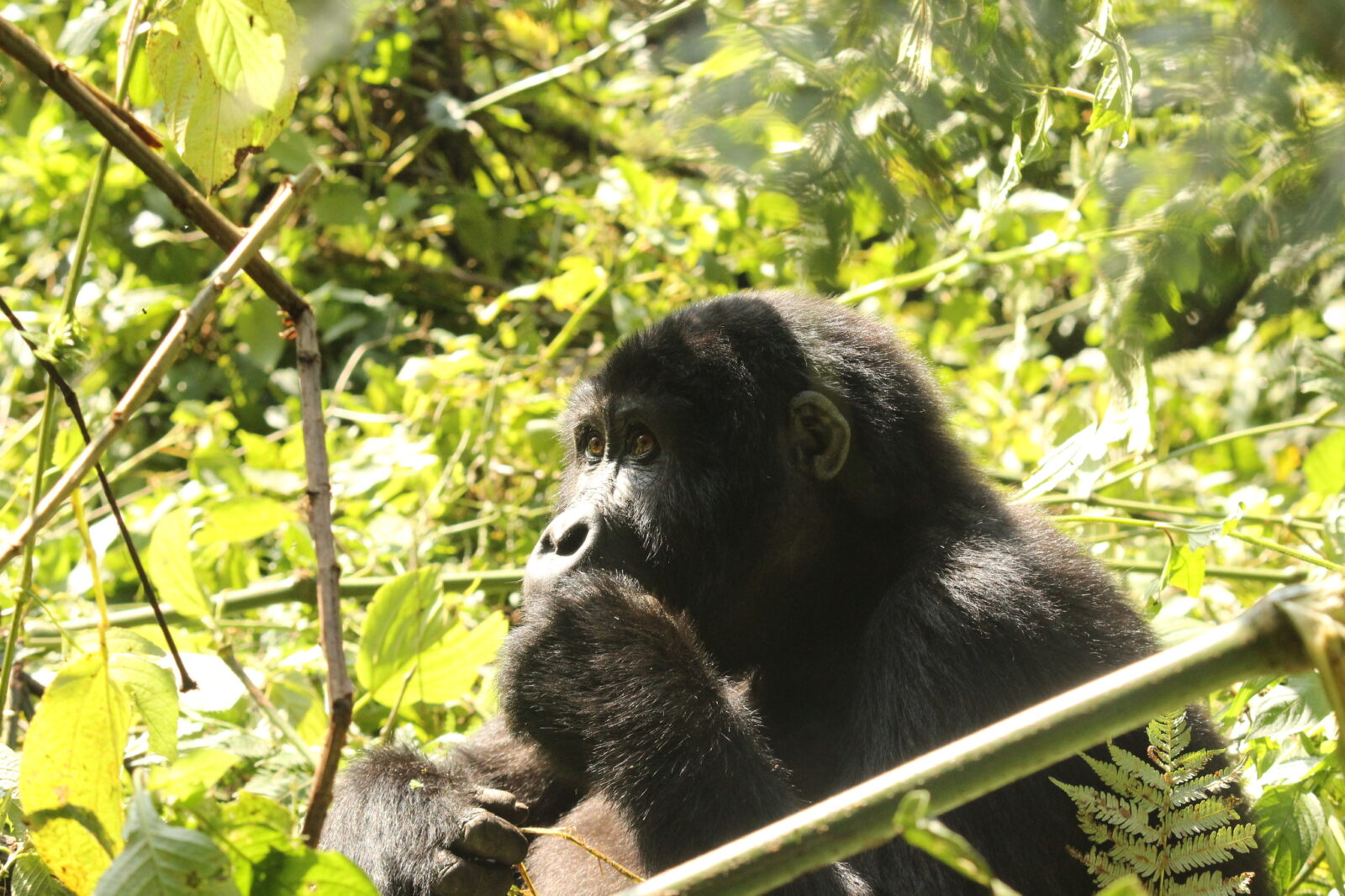 Uganda vs Tanzania Safari: What Each Does Better