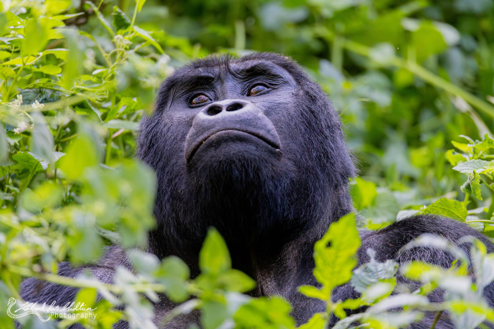 Gorilla Trekking Uganda: Flexible Dates Policy and Free Date Changes