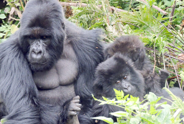 Gorilla Trekking for Photographers: Advanced Camera Tips