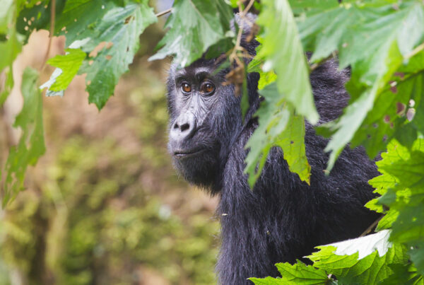 What Happens If Gorillas Are Not Found on Trek? The Truth