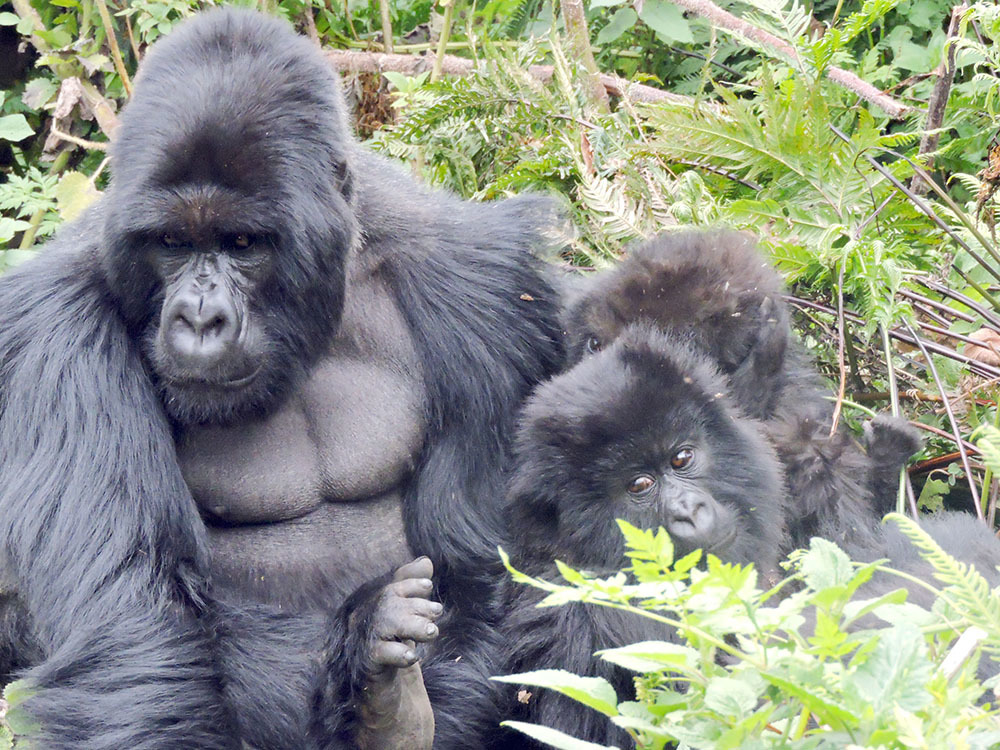 Gorilla Trekking for Photographers: Advanced Camera Tips