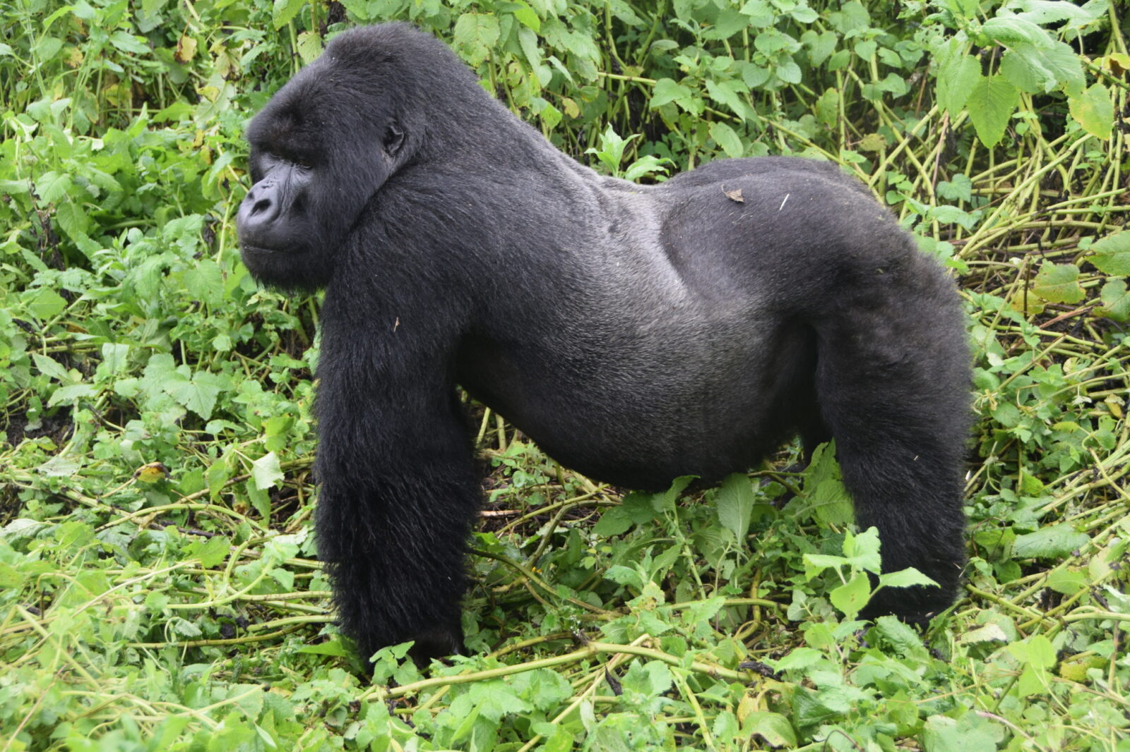 Gorilla Trekking Uganda Packing List: What Guides Actually Recommend