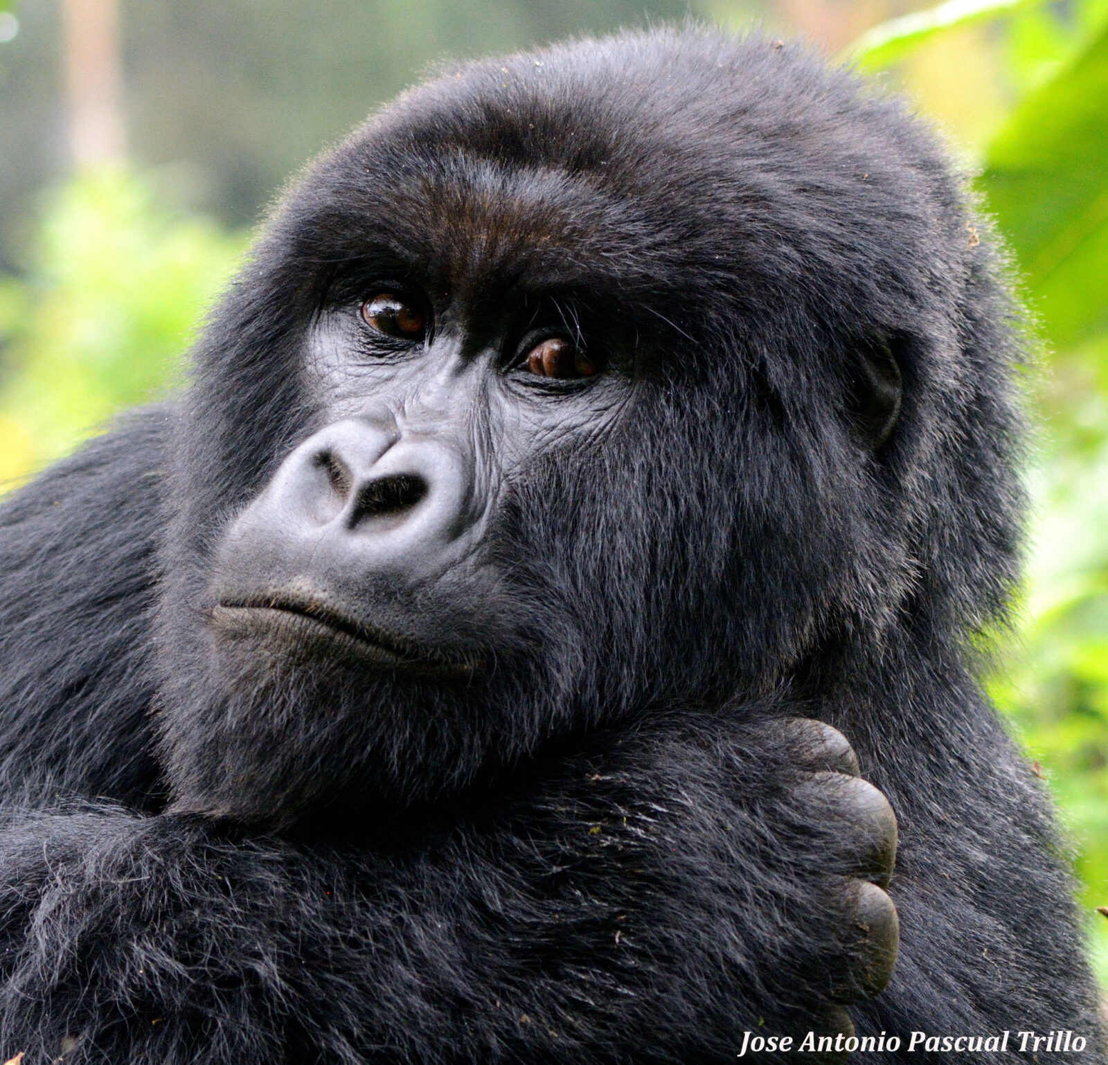 How to Split Pay for Gorilla Trekking Uganda With a Travel Partner