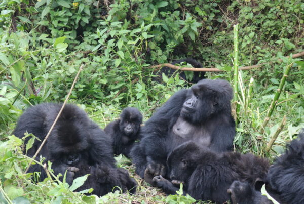 Gorilla Habituation Experience vs Standard Trekking: Which Should You Choose?