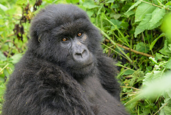 How to Book Gorilla Permits: Step-by-Step Guide for Uganda