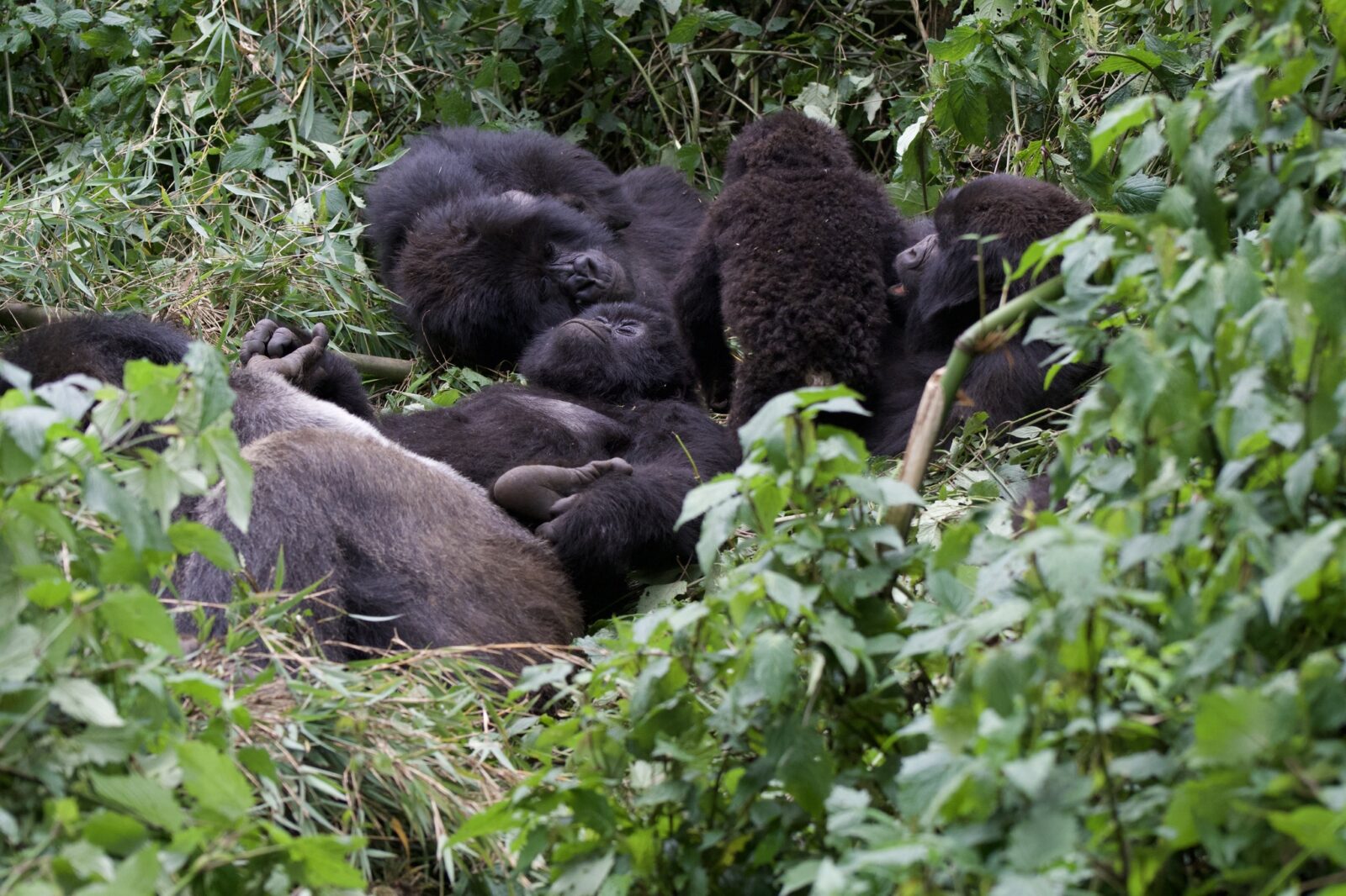 How I Explained Gorilla Trekking to My Children and Changed How They See Animals