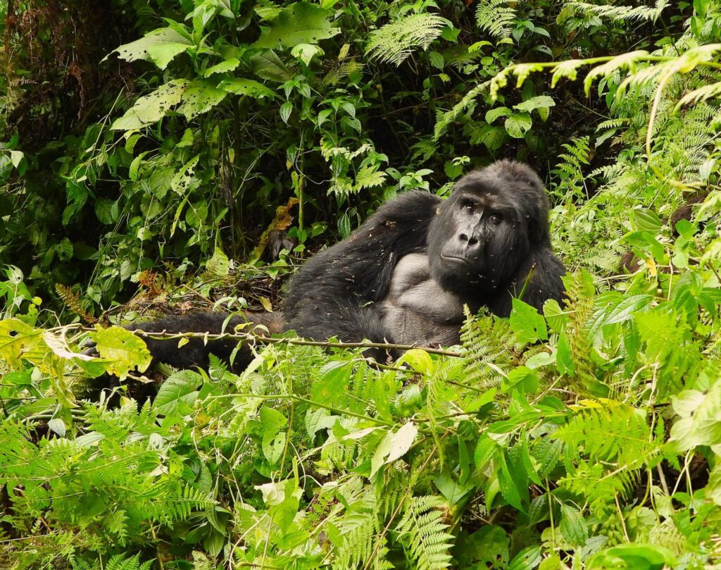 Uganda Gorilla Permits for 2027: Early Booking Discount Available Now