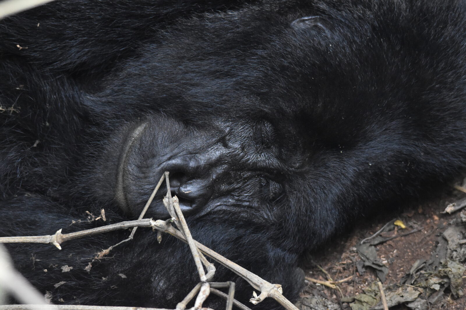Why I Tell Every Person I Meet to Go Gorilla Trekking Before They Die