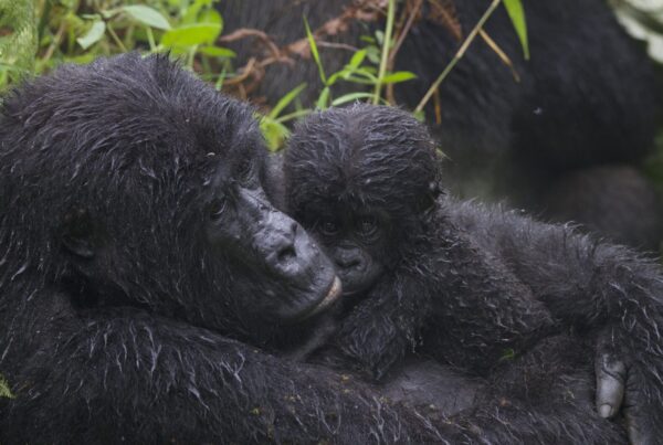 The Gorilla Trekking Cancellation Policy That Actually Protects You