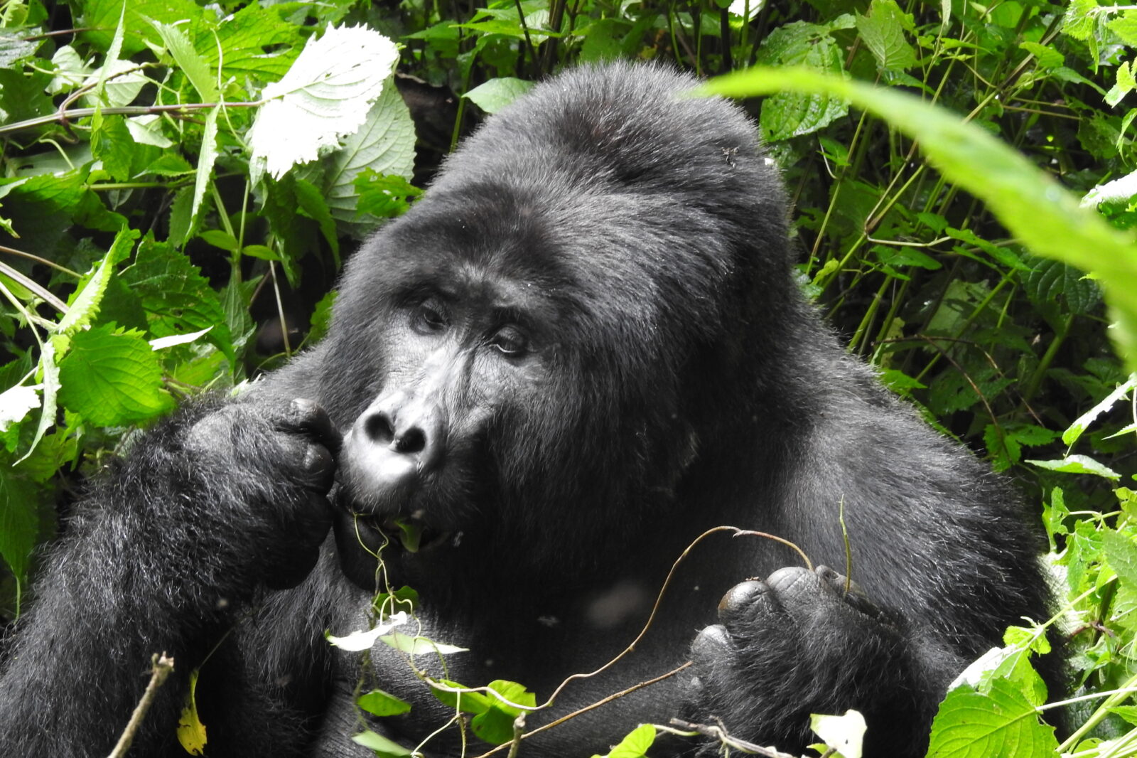 Gorilla Trekking Uganda for East African Residents: The Regional Permit Rate