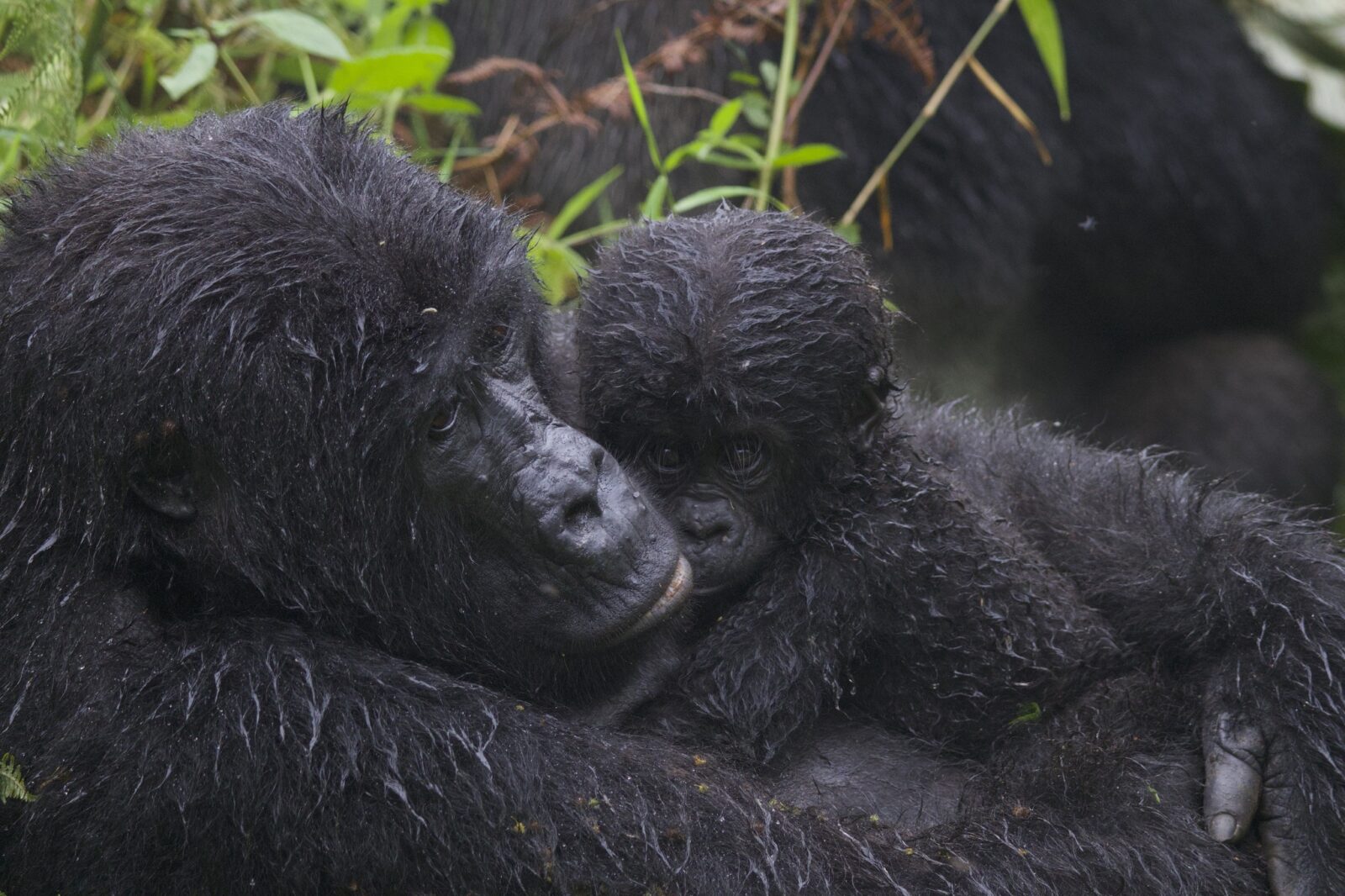 The Gorilla Trekking Cancellation Policy That Actually Protects You