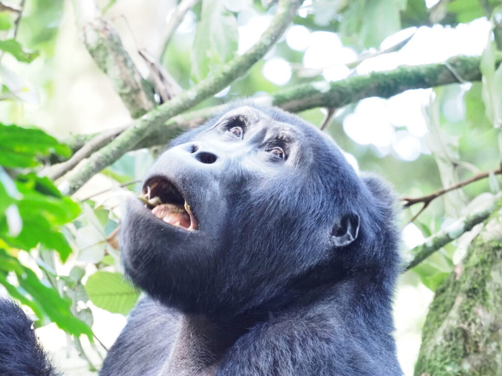 Gorilla Trekking Uganda With Your Boss: Executive Retreat and Team Leadership