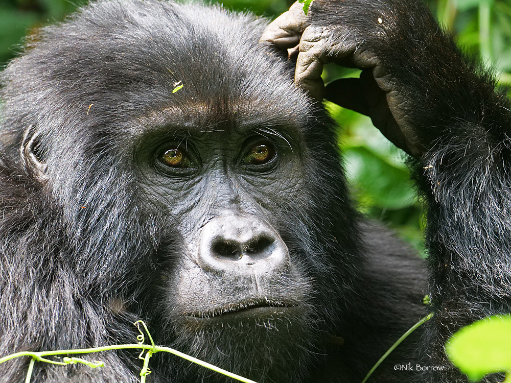 What to Do If Gorilla Trekking Sells Out: Our Waitlist Explained