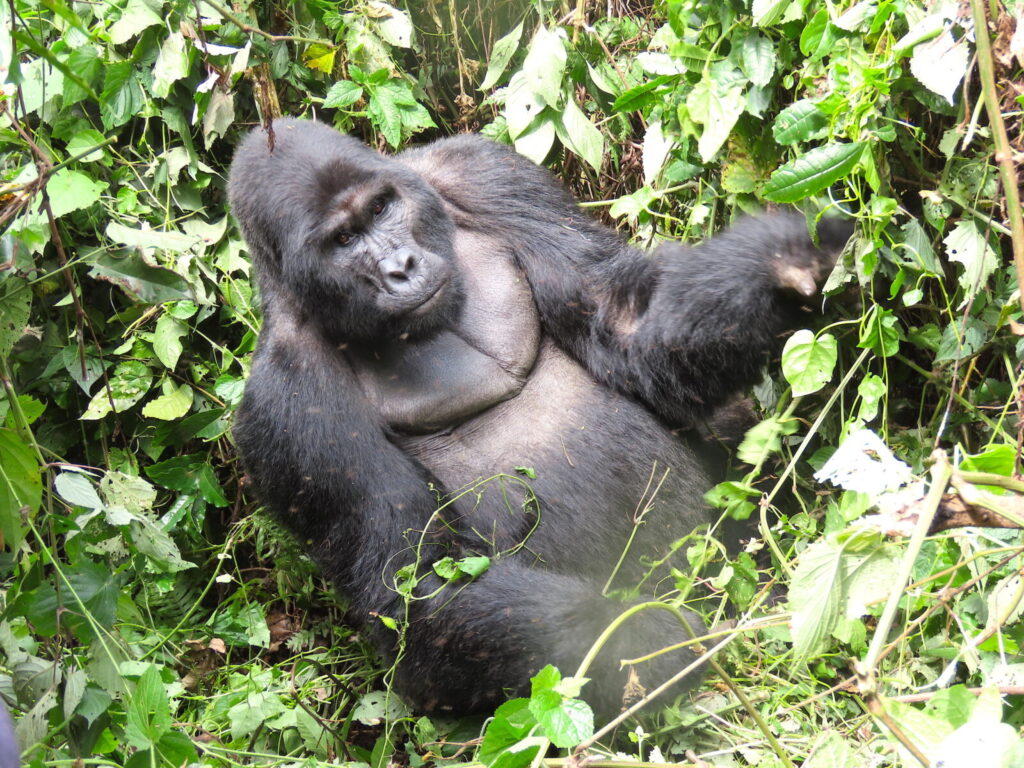 Gorilla Trekking Sounds Dangerous: How Safe Has It Been in 30 Years?