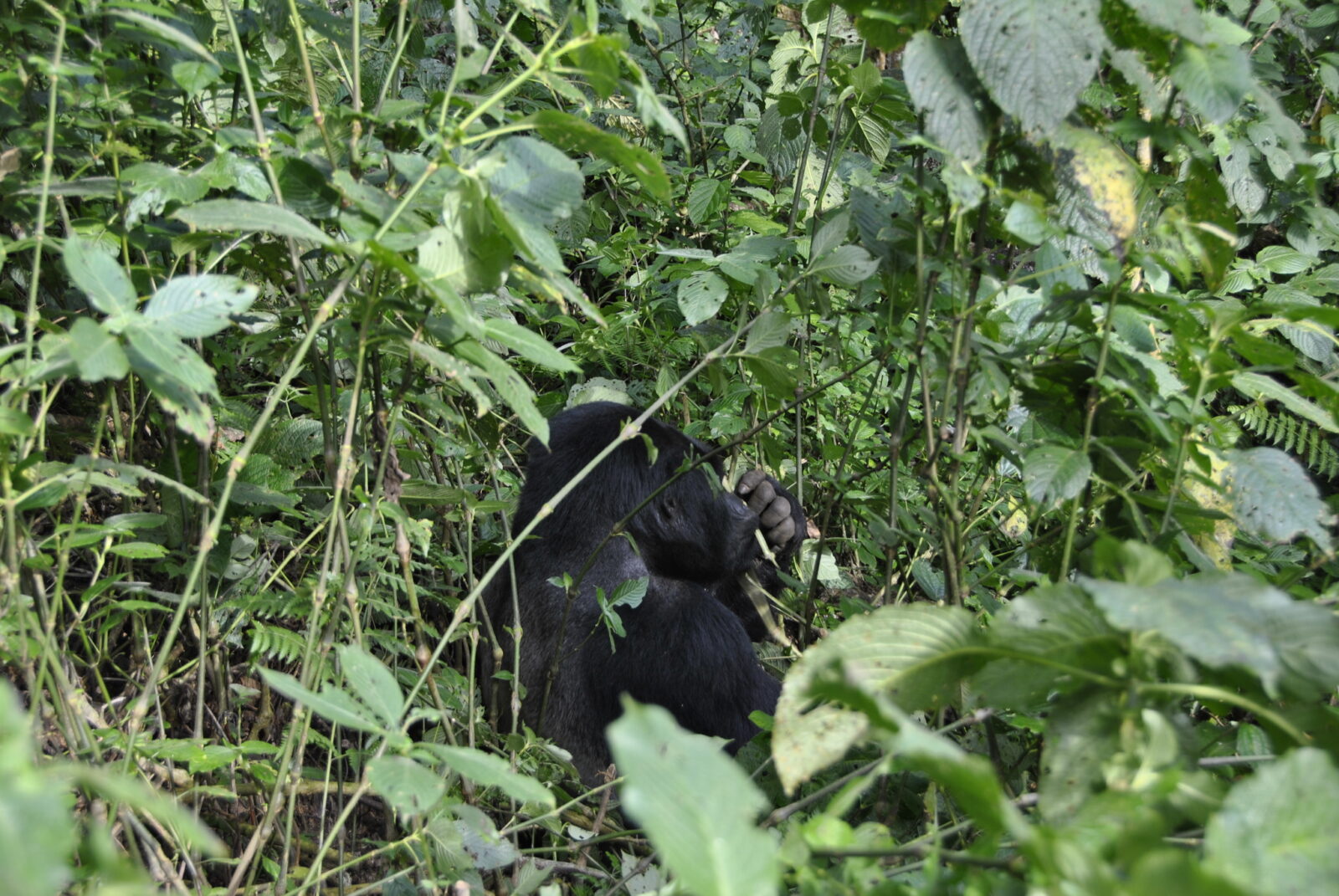 Gorilla Trekking Uganda Hen Party: The Unforgettable Pre-Wedding Adventure