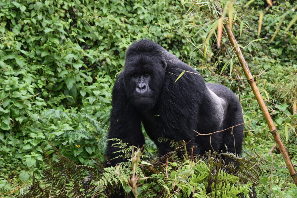 Can I See Gorillas Without Spending 3 Days in Transit to Get There?