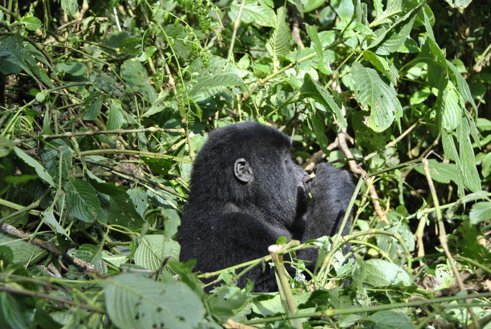 Gorilla Trekking Uganda School Expedition: The Curriculum-Linked Planning Guide