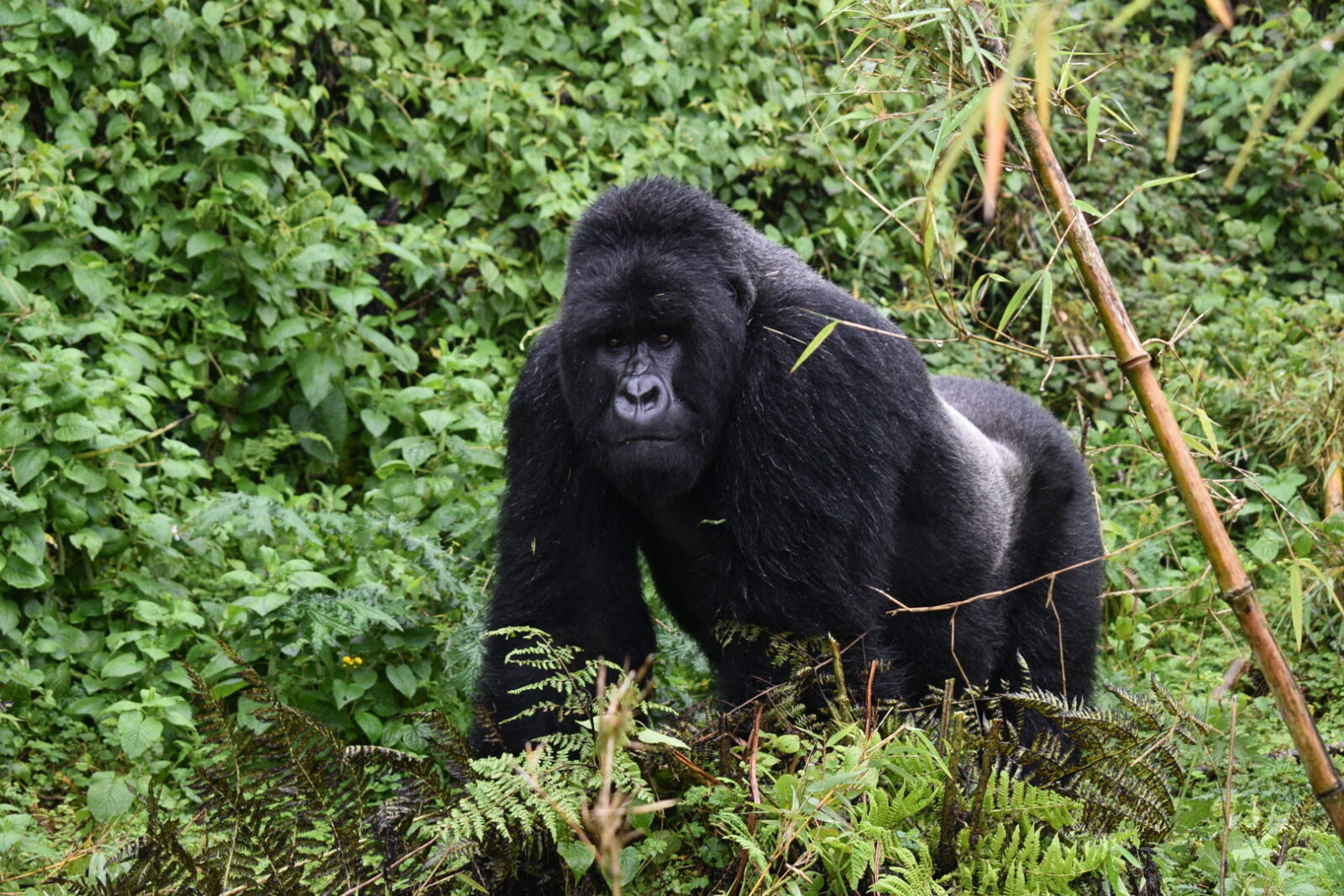 Can I See Gorillas Without Spending 3 Days in Transit to Get There?