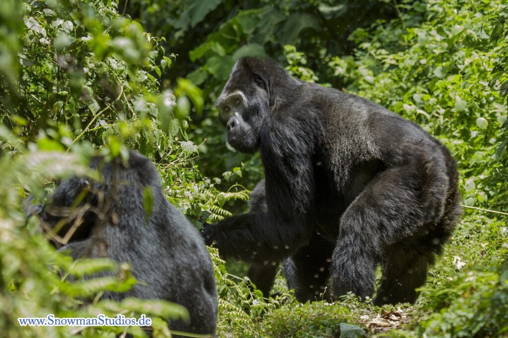 What If the Gorillas Are Not Found on My Trek? Refund or Retry Explained