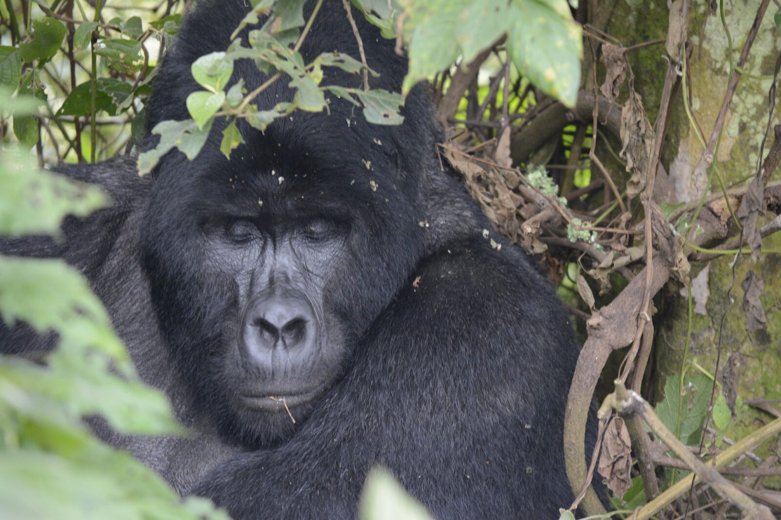 Gorilla Trekking Uganda University Field Trip: Conservation Course Connection