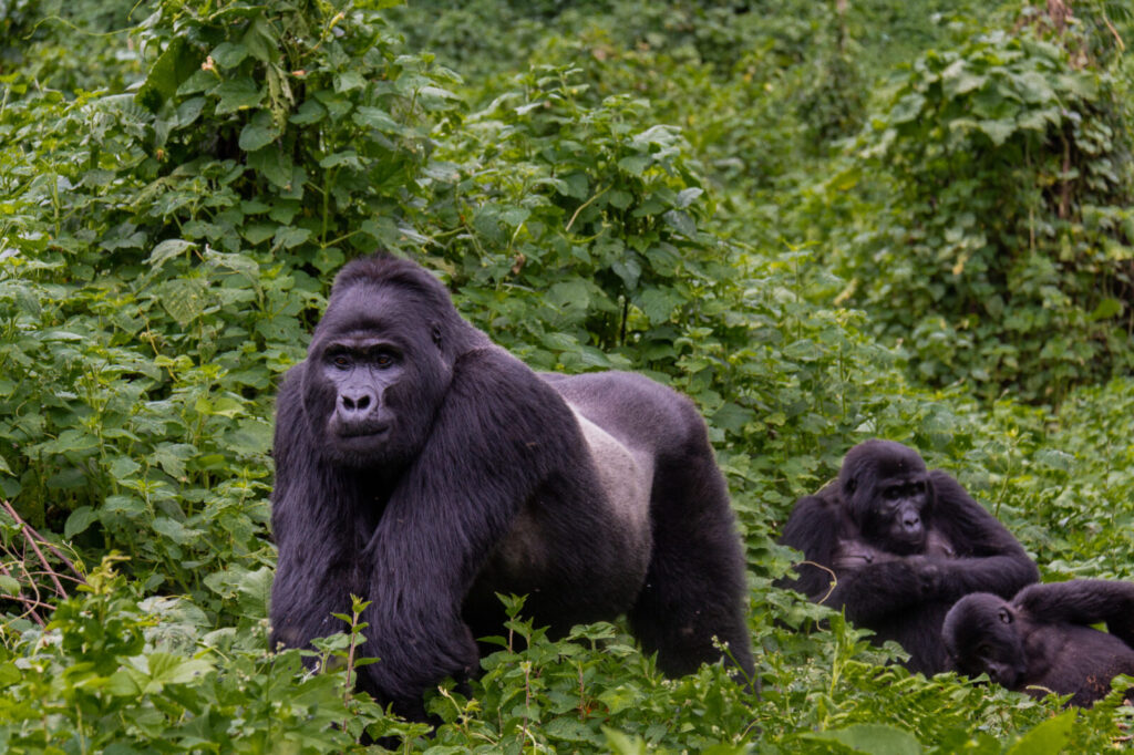Are Uganda Gorilla Tours Overrated? We Checked the Reviews Honestly