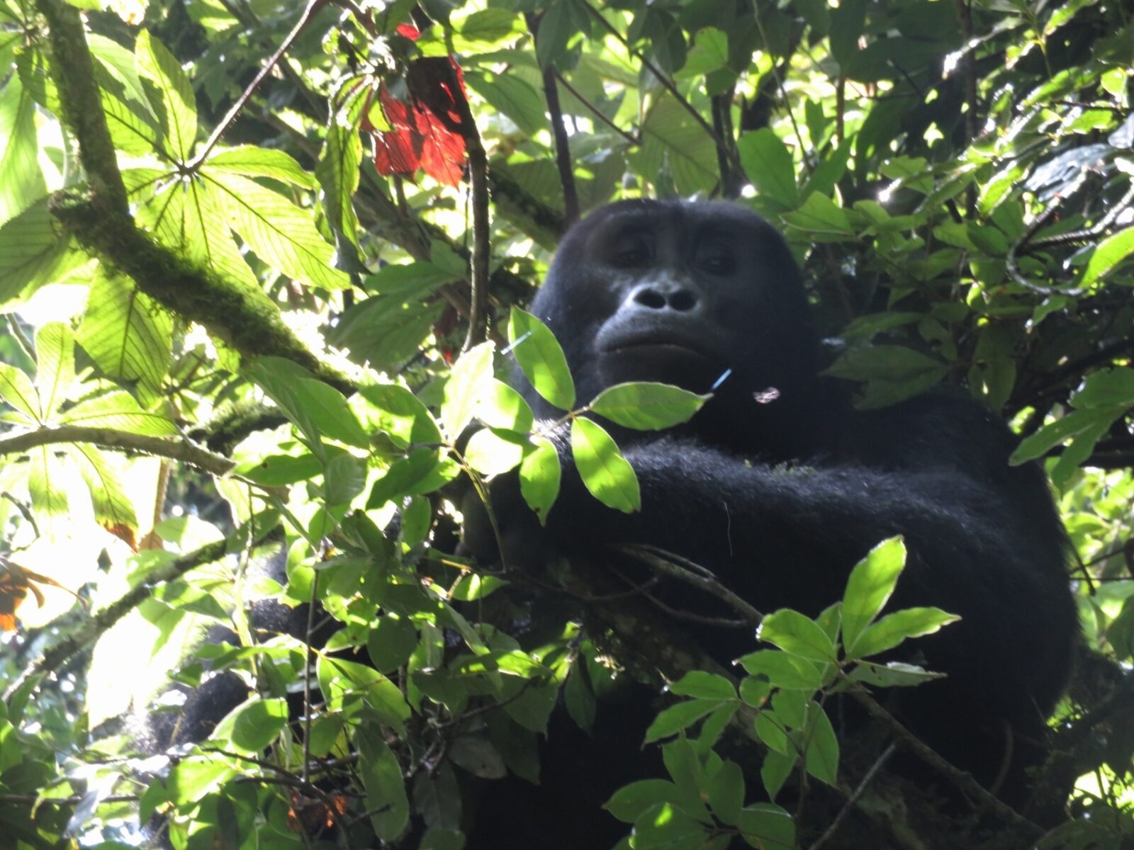 Gorilla Trekking Uganda for Digital Nomads: Work Remotely, Then Trek