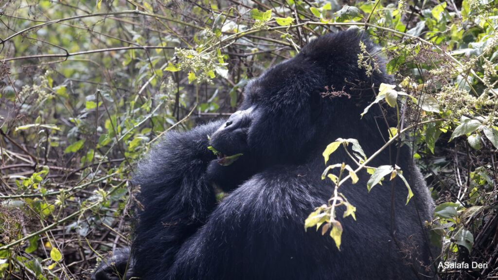 Gorilla Trekking Uganda for Families With Teenagers: The Complete Guide