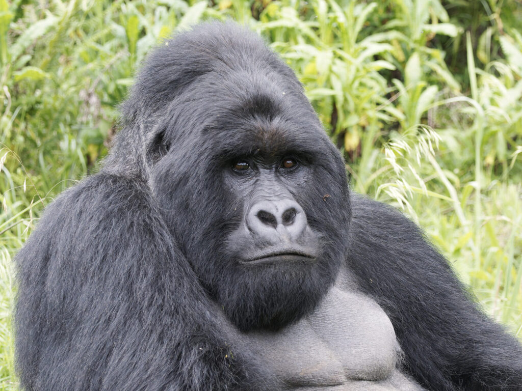 I Booked Gorilla Trekking and Got Sick the Day Before: What Happened