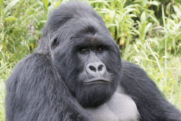 I Booked Gorilla Trekking and Got Sick the Day Before: What Happened