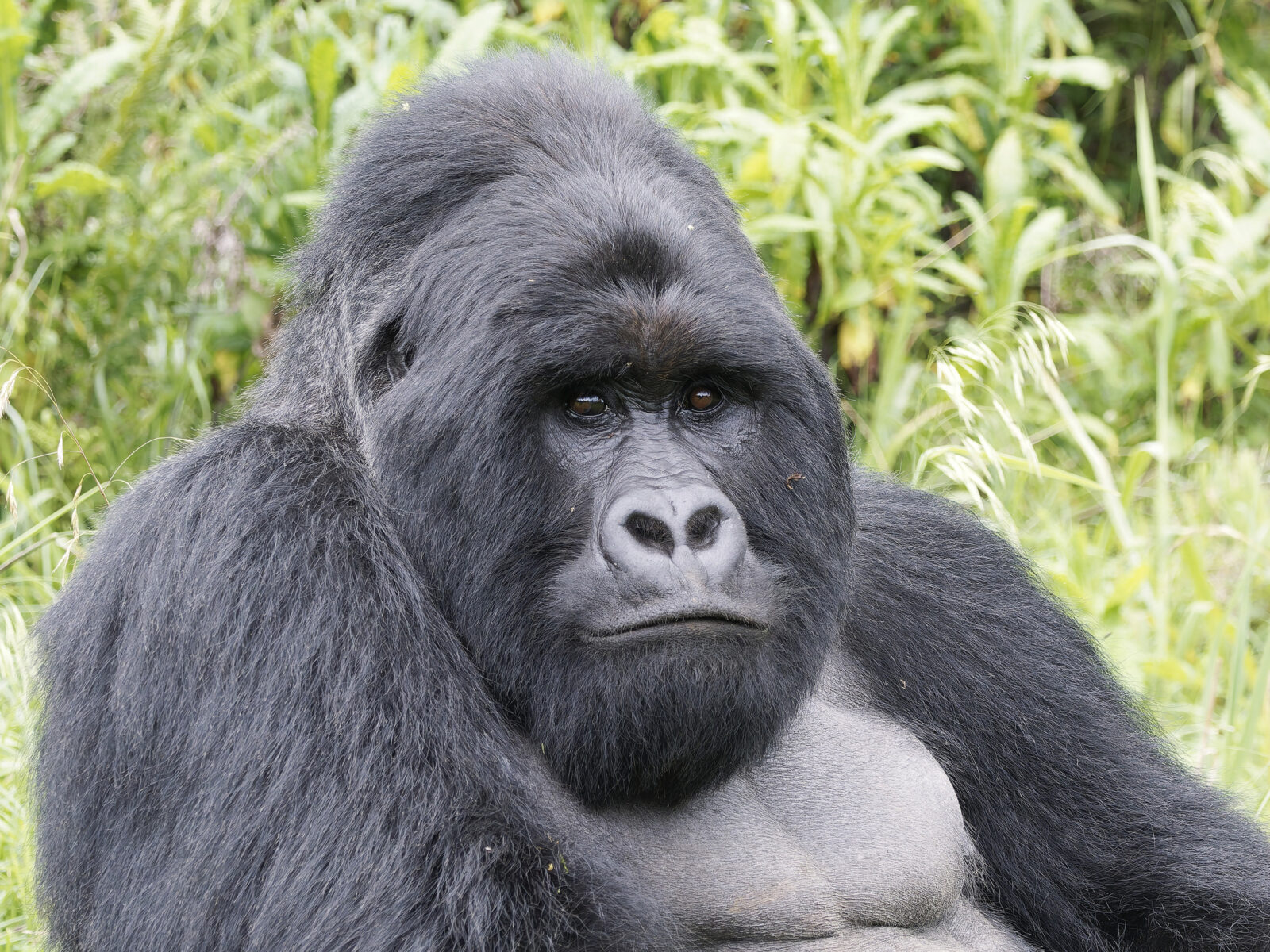 I Booked Gorilla Trekking and Got Sick the Day Before: What Happened