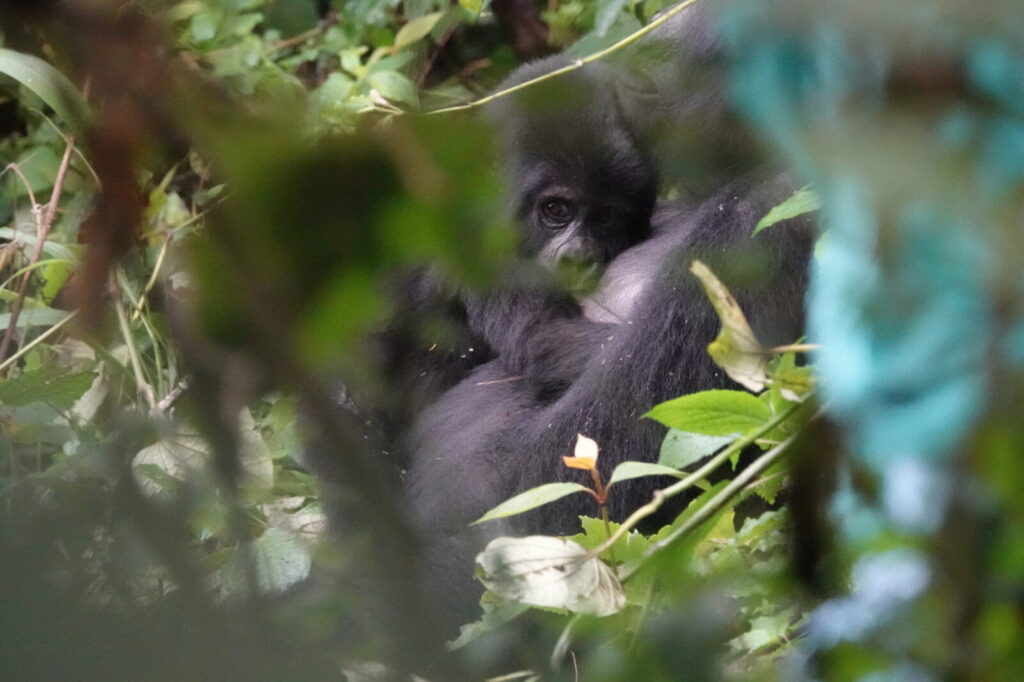 Gorilla Trekking Instagram Guide: Best Shots and Hashtags