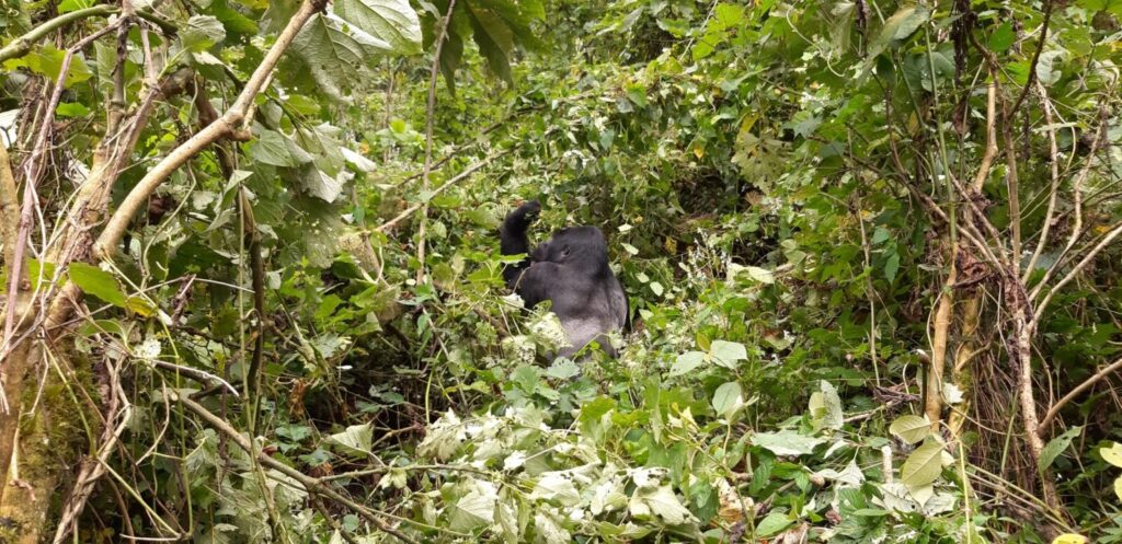 Gorilla Trekking Uganda for Running Clubs: The Post-Marathon Reward Trip