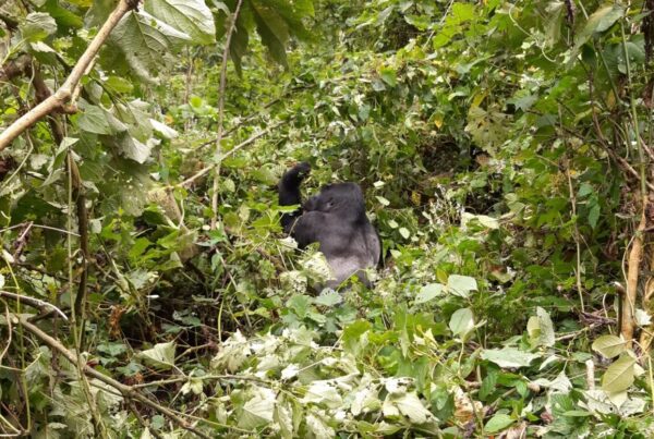 Gorilla Trekking Uganda for Running Clubs: The Post-Marathon Reward Trip