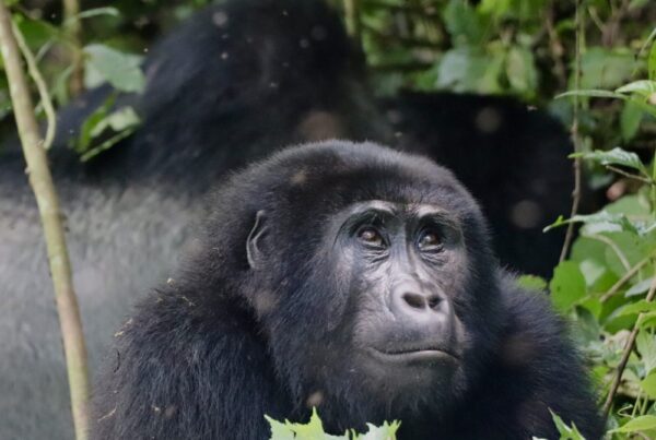 I Saw Bad Reviews of Gorilla Trekking Online: What Is the Truth?