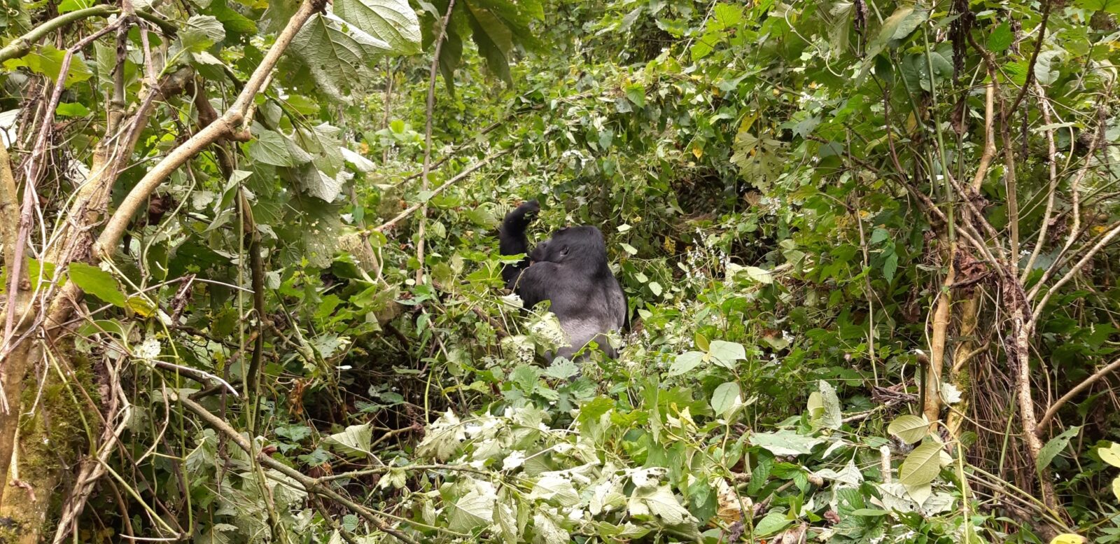 Gorilla Trekking Uganda for Running Clubs: The Post-Marathon Reward Trip