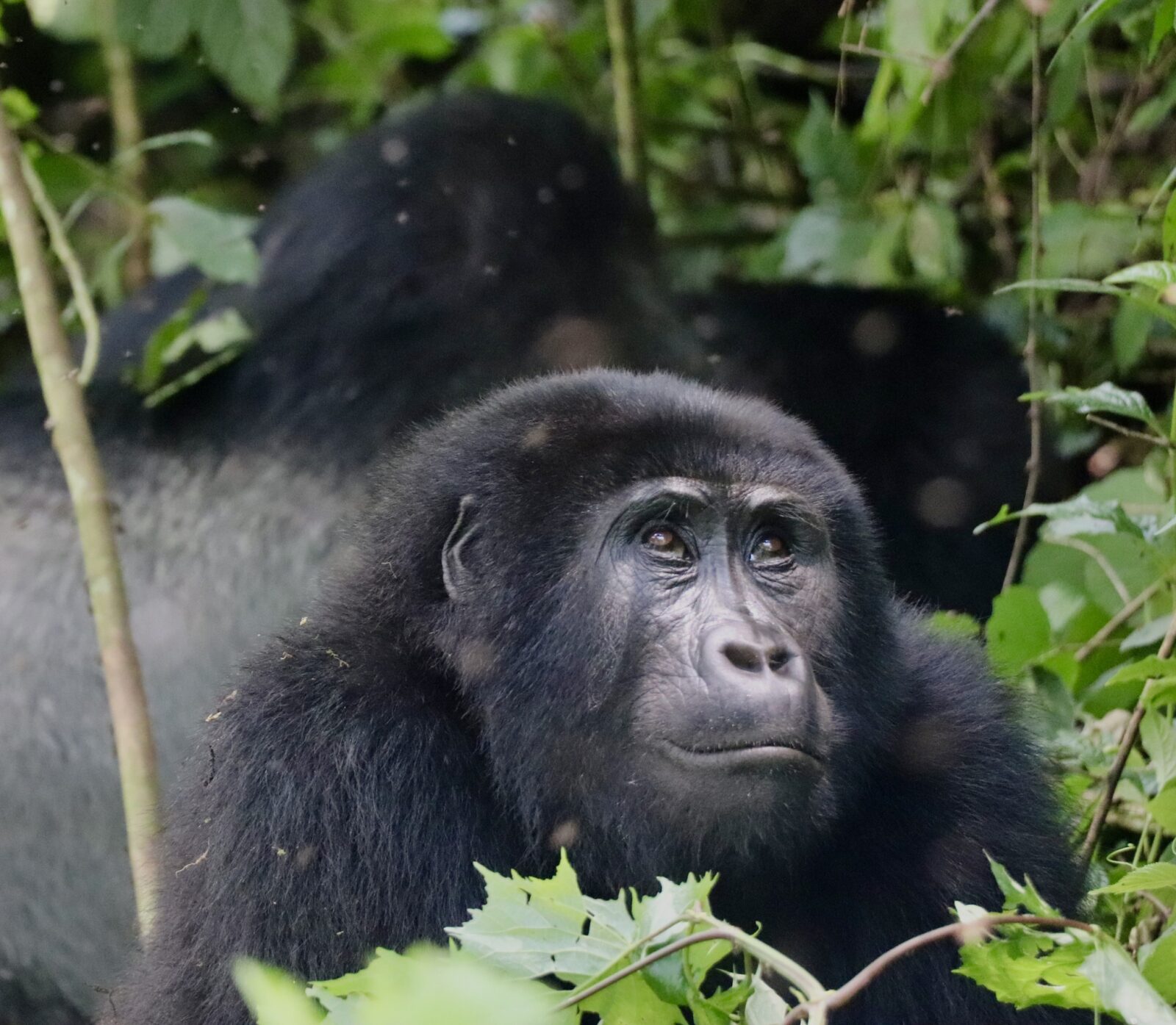 I Saw Bad Reviews of Gorilla Trekking Online: What Is the Truth?